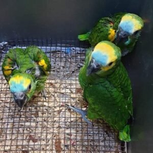 Amazone Papagei kaufen