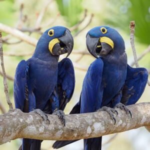 Blauer Ara kaufen
