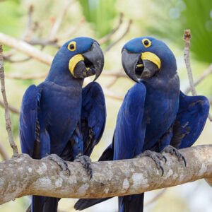 Blauer Ara kaufen