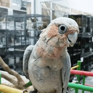 Corella Papagei kaufen Deutschland