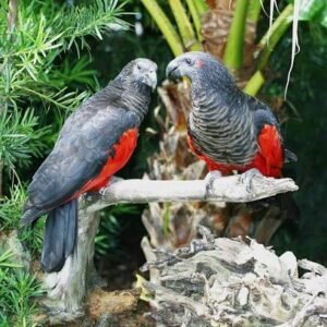 Dracula Parrot Kaufen Deutschland