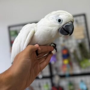 Kakadu Papagei kaufen Deutschland