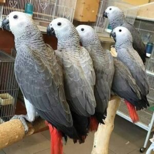Papageien kaufen Bayern