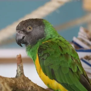 Senegal papagei kaufen Deutschland