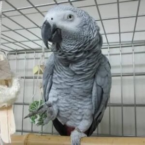 african papagei kaufen