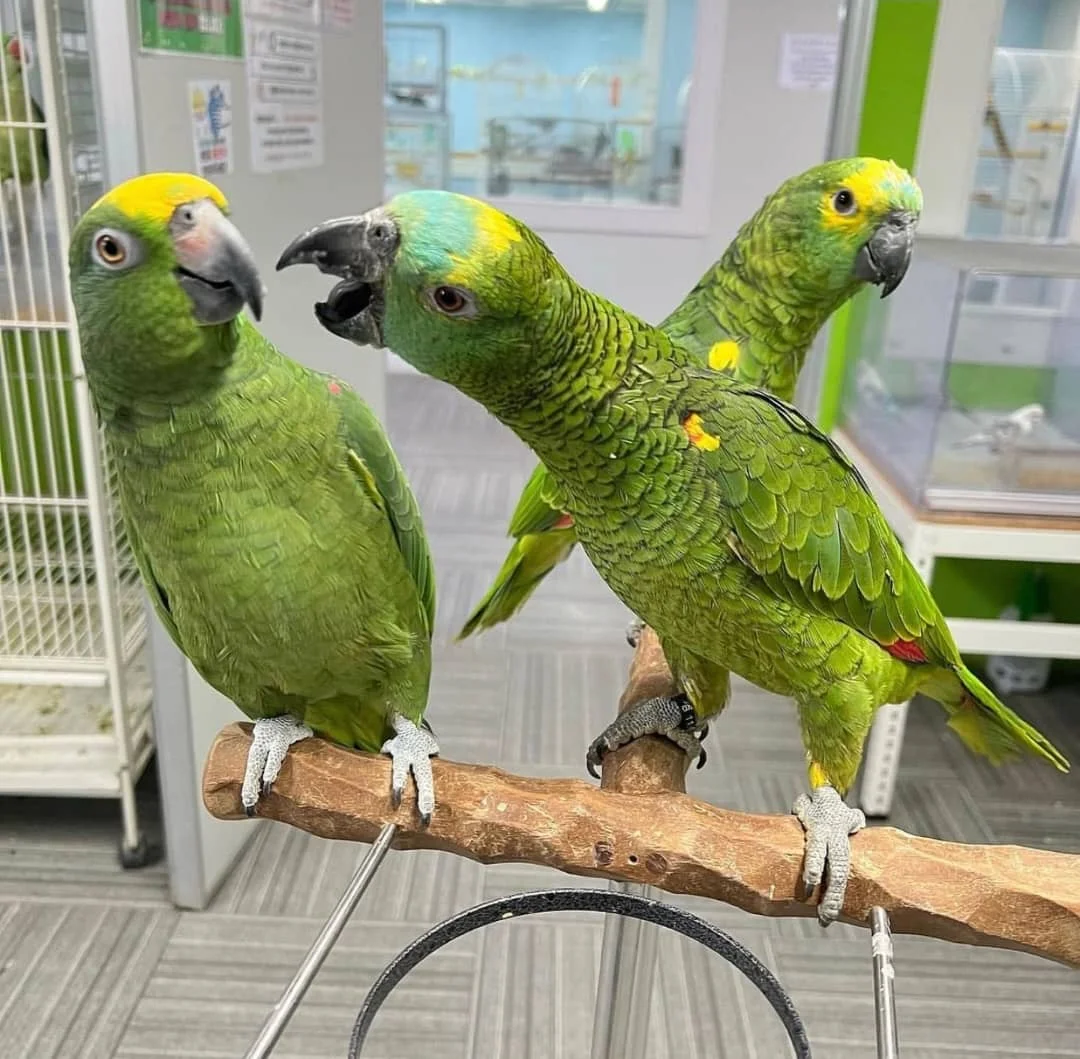 Zwei grüne Blaustirnamazonen sitzen nebeneinander auf Naturästen in einer Vogelvoliere.
