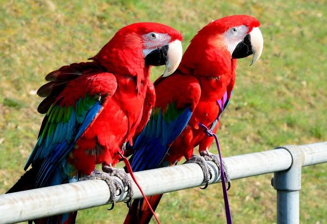 Zwei Gelbbrustaras sitzen gemeinsam auf Naturästen in einer grosszügigen Vogelvoliere.