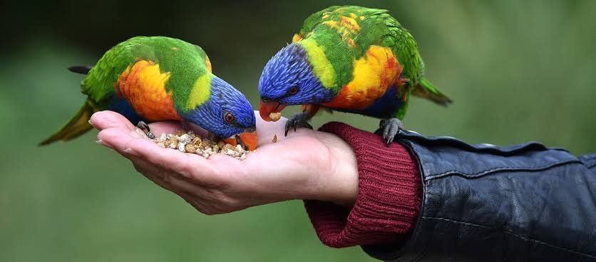 exotische vögel kaufen