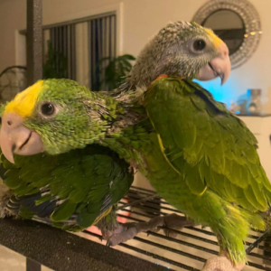 Gelbkopfamazone Deutschland – Rocky, 3 Monate alt